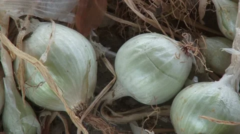White onions on the floor Stock Footage 54362922