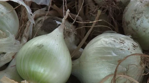 White onions Vídeo Stock 54362919