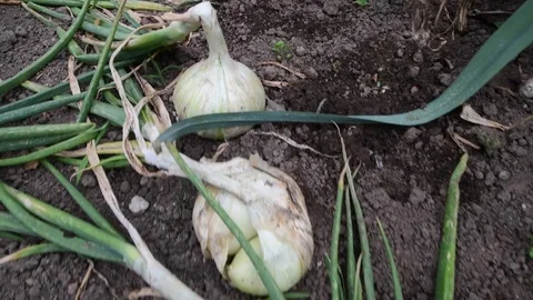 White Onions in the kitchen garden Stock Footage 83880962