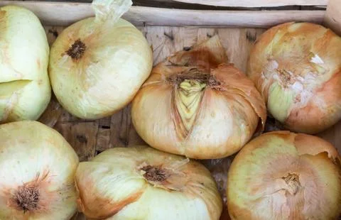 White onions Stock Photos