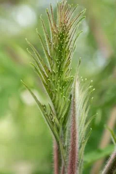 White opal tree, staghorn sumac.... white opal tree, staghorn sumac.. Stock Photos
