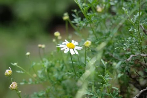 White open daisy that grows on a mountainside. Wild nature. Stock Photos