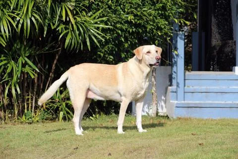 White open mouse Labrador dog standing in front of house Stock Photos