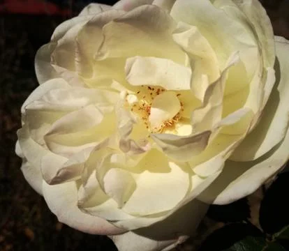 White Open Rose Close Up 写真素材