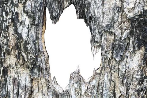 White open space background image of bark sheets for graphic and media works. Stock Photos