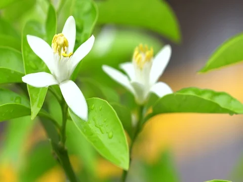White opened lemon fruit flower Stock Footage 76083317