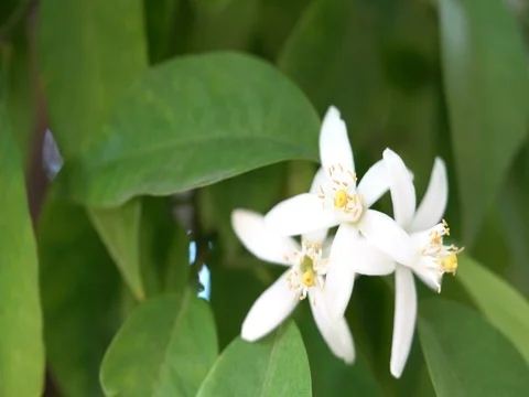 White opened lemon fruit flower Stock Footage 76754725