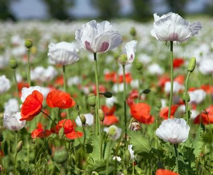 White opium poppy papaver somniferum weeded red poppies Stock Photos