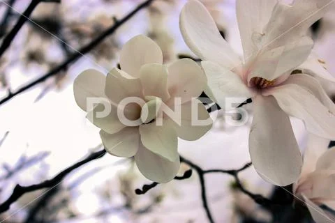 White or creamy magnolia flowers close-up, a picturesque delicate spring flower Stock Photos
