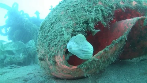 White or peppered moray - siderea grisea Stock Footage 77430878