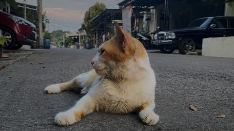 White Orange Cat Stock Photos