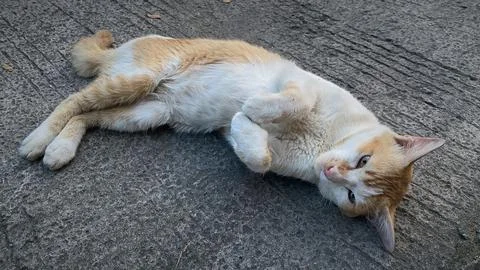 White Orange Cat Stock Photos