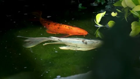 White orange fish two fish swim together light and gold mesmerizing special 動画素材 302074019