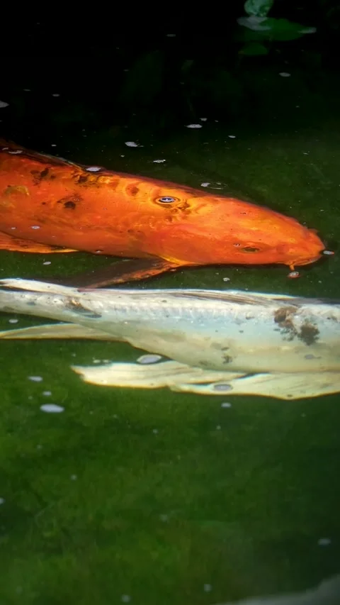 White orange fish two fish swim together light and gold mesmerizing special Stock Footage 302274405