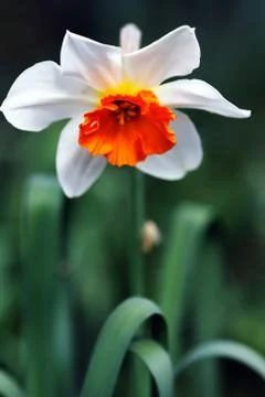 White orange flower 스톡 사진