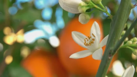 The white orange fragrant flower Stock Footage 283655098