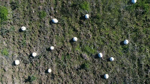 White Orange Pumpkin Patch Aerial Flyover Looking Straight Down Stock Footage 93527511