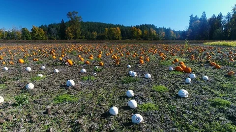 White Orange Pumpkins Patch Rising Overview Tilt Aerial Drone Shot Stock Footage 93528057