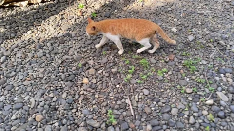 White-orange stray cat walking cautiously across a pebble-covered ground Video stock 328338890