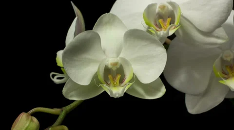 White orchid  1C Stock Footage