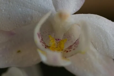White orchid-3 Stock Photos