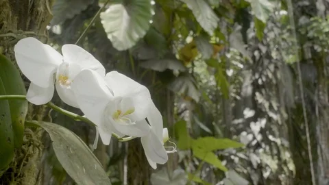 White Orchid #5 Stock Footage