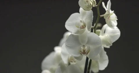 White orchid on black background Stock Footage 84137939