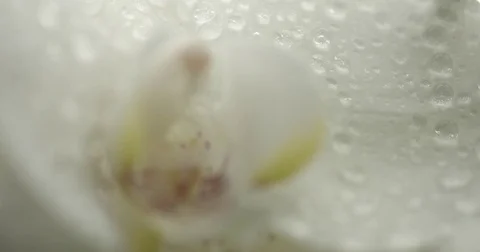 White orchid on black background Vídeo Stock 84138044