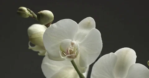 White orchid on black background Stock Footage 84138113