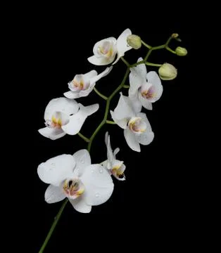 White Orchid on a black background Stock Photos