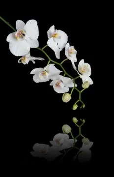 White Orchid on a black background Stock Photos