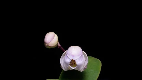 White Orchid Blooming Time Lapse on Black Background Stock Footage 335767695