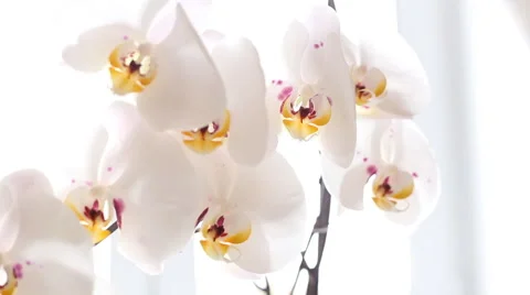 White orchid blooms Stock Footage 42887455