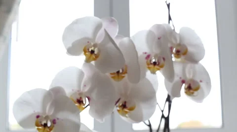 White orchid blooms Vídeo Stock 42951009