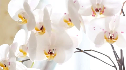 White orchid blooms Stock Footage 45125779