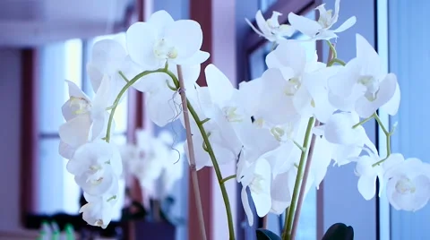 White orchid blooms Stock Footage 58357059