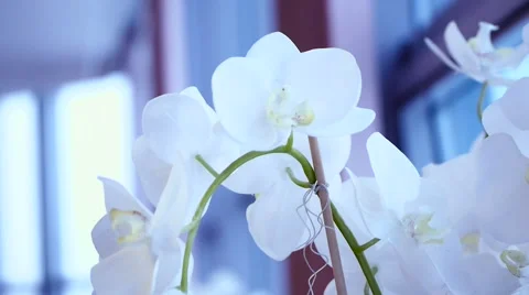 White orchid blooms Stock Footage 58357270