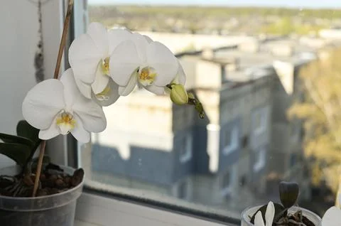 White orchid blooms on windowsill with soft daylight and blurred city background 스톡 사진