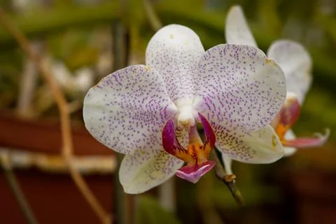 White orchid on blurred background - selective focus Stock Photos