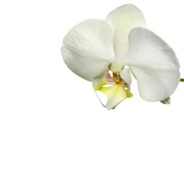 White orchid border Stock Photos