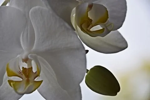 White Orchid - close up Stock Photos