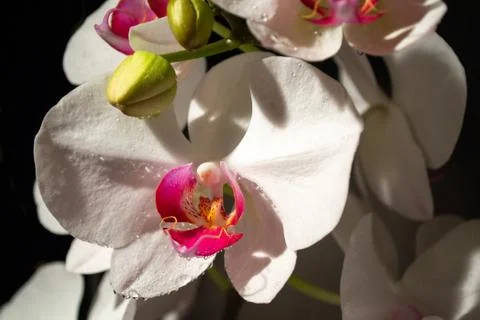 White orchid close up Stock Photos