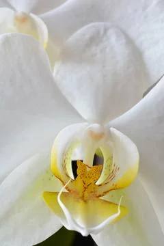 White orchid close up Stock Photos