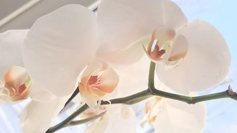 White orchid close-up. Spring mood. Stock Footage 147427934