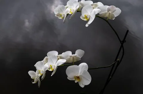 White Orchid Composition Symbolizing Stability And Care Stock Photos