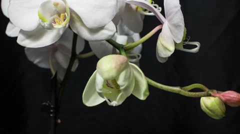 White orchid D Stock Footage 32972575