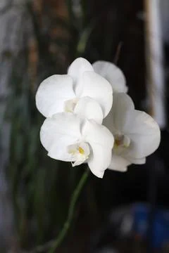 White Orchid on Dark Background - Image. Stock Photos