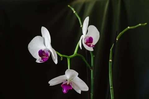 White orchid on dark background Stock Photos