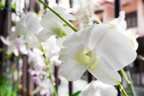 White orchid dendrobium 写真素材