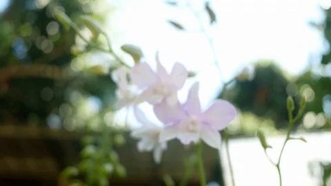 White orchid flower blooming in springtime in the backyard. Stock Footage 120635672